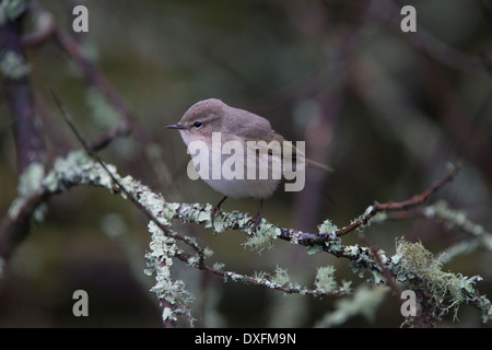 Un Siberian Chiffchaff, una sottospecie di Chiffchaff e un inverno di visitatore del Regno Unito in piccoli numeri, Stithians serbatoio, Cornwall Foto Stock