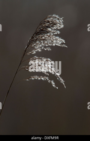 Un singolo seedhead della cannuccia di palude (Phragmites australis), retroilluminato, Cornwall, Regno Unito. Foto Stock