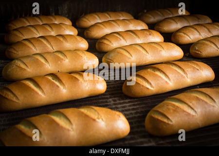 Calda fresca pasta di pane cotto al forno con polpettine sulla linea di produzione Foto Stock