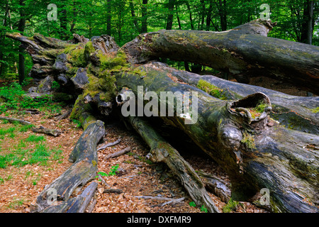 Caduto il vecchio Faggio, circa 800 anni, primordiale della foresta Sababurg, Hesse, Germania / (Fagus spec.) Foto Stock