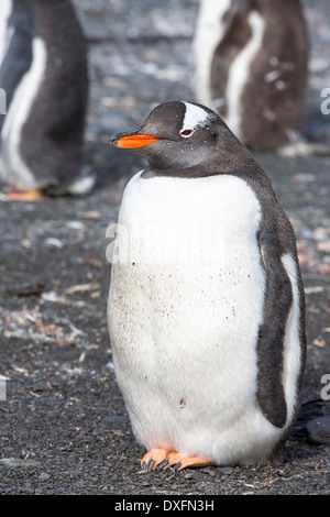 Un pinguino Gentoo su Prion Island, Georgia del Sud. Foto Stock