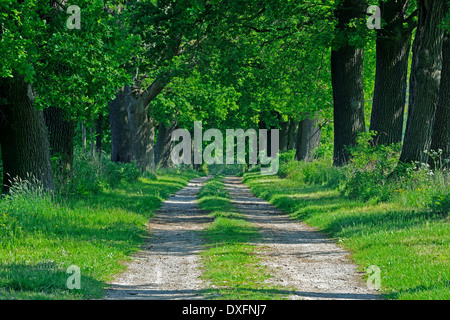 Avenue di vecchi alberi di quercia, Hesse, Germania / (Quercus spec.) Foto Stock