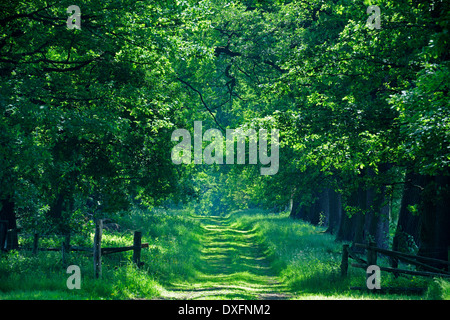 Avenue di vecchi alberi di quercia, Hesse, Germania / (Quercus spec.) Foto Stock