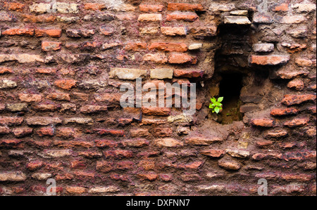 Pianta che cresce in un foro di una parete di mattoni Foto Stock