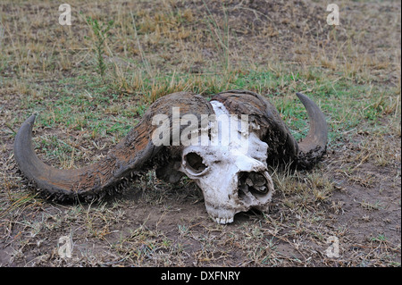 Bufalo africano, cranio, Masai Mara Game Reserve, Kenya / (Syncerus caffer) / Cape Buffalo Foto Stock