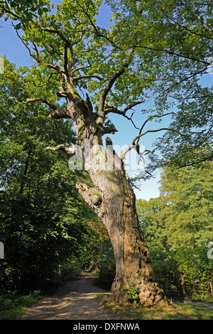 Oak circa 800 anni vecchio confine oak monumento naturale Markische Schweiz Nature Park Brandenburg Germania / (Quercus spec.) / Foto Stock