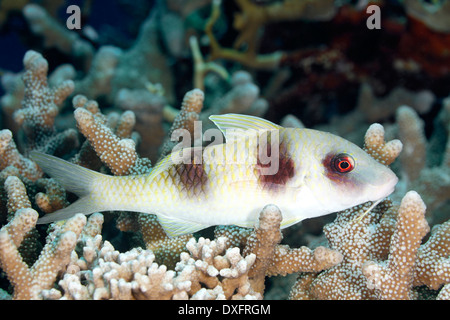 Doublebar o Two-Barred Goatfish, Parupeneus bifasciatus. Questo pesce è in appoggio sui coralli. Foto Stock