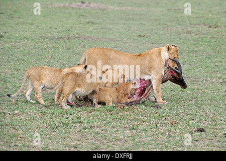 Leoni africani leonessa portando ucciso topi, Masai Mara Game Reserve, Kenya / (Panthera leo), (Damaliscus lunatus) Foto Stock