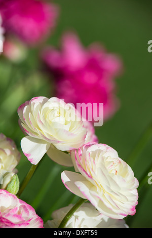 Bianco e rosa ranuncoli fiori che fioriscono in primavera, primo piano Foto Stock