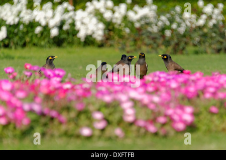 Myna comune e aiuola Foto Stock