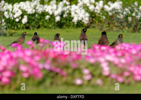 Myna comune e aiuola Foto Stock