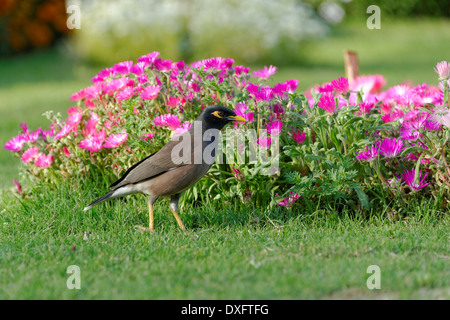 Myna comune e aiuola Foto Stock