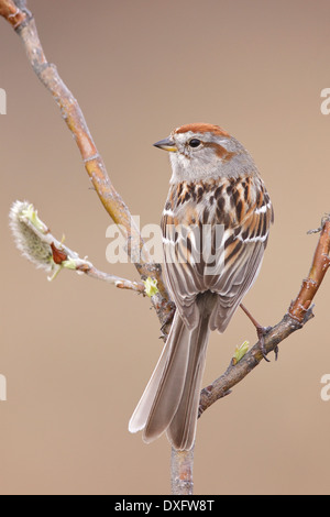 American tree Sparrow - Spizella arborea - adulti da riproduzione Foto Stock