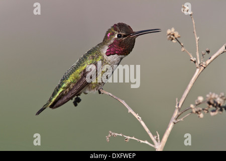 Anna's Hummingbird - Calypte anna - maschio adulto Foto Stock