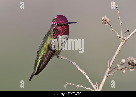 Anna's Hummingbird - Calypte anna - maschio adulto Foto Stock