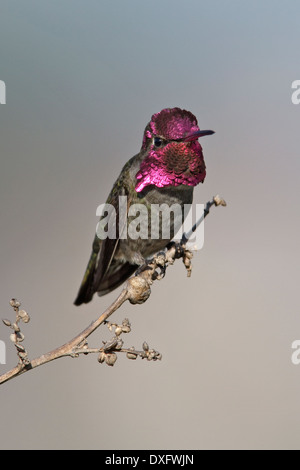 Anna's Hummingbird - Calypte anna - maschio adulto Foto Stock
