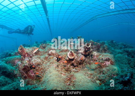 Campo di anfore a Cavtat, Dubrovnik, Mare Adriatico, Croazia Foto Stock