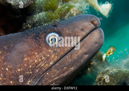 Murena mediterranea, Muraena helena, Larvotto, Mare Mediterraneo, il Principato di Monaco Foto Stock