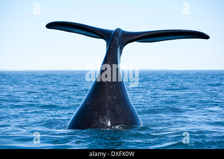 Coda di balena franca australe, Eubalaena australis, Penisola di Valdes, Patagonia, Argentina Foto Stock