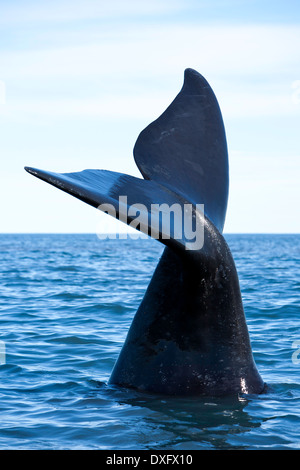 Coda di balena franca australe, Eubalaena australis, Penisola di Valdes, Patagonia, Argentina Foto Stock