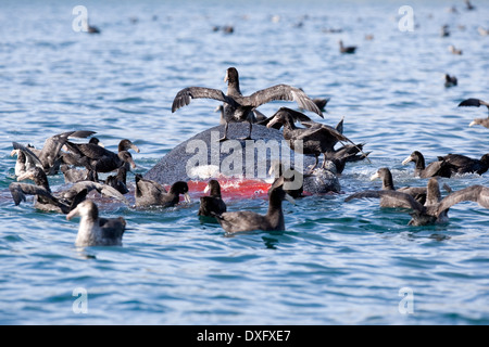 Dead Southern Right Whale galleggianti sulla superficie, Eubalaena australis, Penisola di Valdes, Patagonia, Argentina Foto Stock