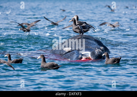 Dead Southern Right Whale galleggianti sulla superficie, Eubalaena australis, Penisola di Valdes, Patagonia, Argentina Foto Stock