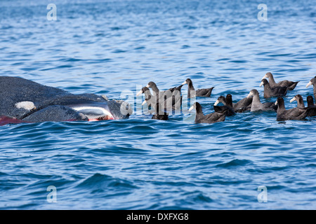 Dead Southern Right Whale galleggianti sulla superficie, Eubalaena australis, Penisola di Valdes, Patagonia, Argentina Foto Stock