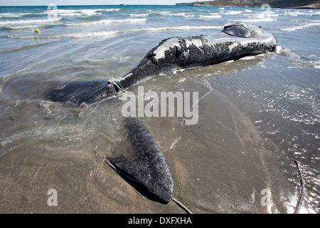 Dead Southern Right Whale giacente sulla spiaggia, Eubalaena australis, Penisola di Valdes, Patagonia, Argentina Foto Stock