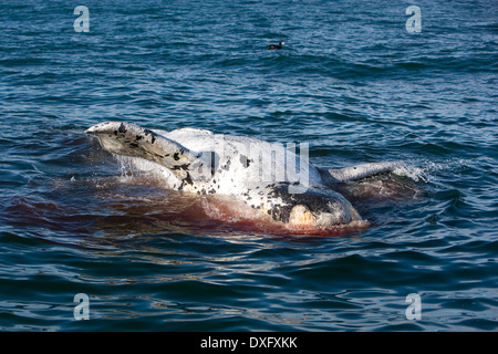 Dead Southern Right Whale galleggianti sulla superficie, Eubalaena australis, Penisola di Valdes, Patagonia, Argentina Foto Stock