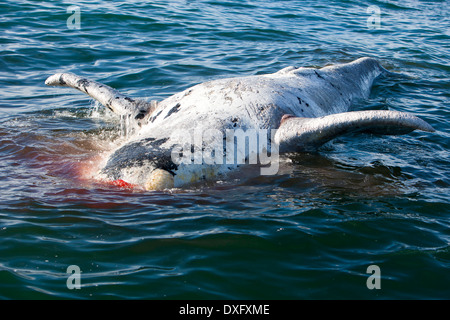 Dead Southern Right Whale galleggianti sulla superficie, Eubalaena australis, Penisola di Valdes, Patagonia, Argentina Foto Stock