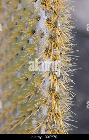 Le Galapagos Ficodindia Cactus, Isabela Island, Isole Galapagos, Ecuador / (Opuntia echios) Foto Stock