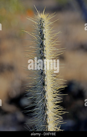 Le Galapagos Ficodindia Cactus, Isola di Santa Fe, Isole Galapagos, Ecuador / (Opuntia echios) Foto Stock