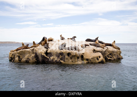 Sud Americana di colonia di leoni di mare, Otaria flavescens, Penisola di Valdes, Patagonia, Argentina Foto Stock