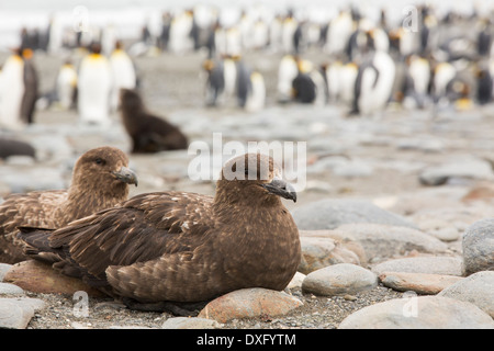 Una coppia di marrone stercorari, Stercorarius antarcticus sulla spiaggia a Salisbury Plain, Georgia del Sud Foto Stock