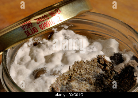 Muffa su un vasetto di paté di carne che non è stata propriamente sigillata dopo la produzione Foto Stock