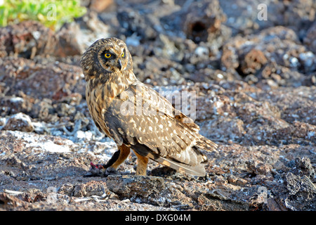 Le Galapagos corto-eared Owl, Genovesa Island, Isole Galapagos, Ecuador / (asio flammeus galapagoensis) Foto Stock