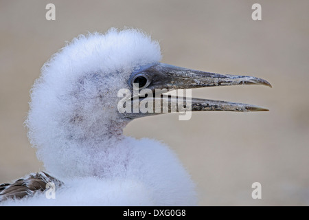Nazca Booby, pulcino, Genovesa Island, Isole Galapagos, Ecuador / (Sula dactylatra granti) Foto Stock