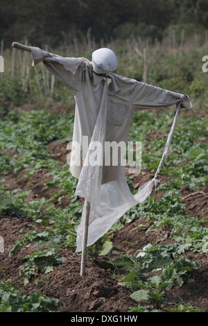 Spaventapasseri Foto Stock