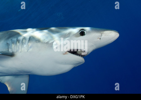 Blue Shark, Prionace glauca, isola Pico, Azzorre, Portogallo Foto Stock