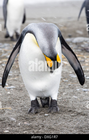 Un pinguino reale preening nel mondo secondo re più grande colonia di pinguini sulla Piana di Salisbury, Georgia del Sud, Oceano Meridionale. Foto Stock