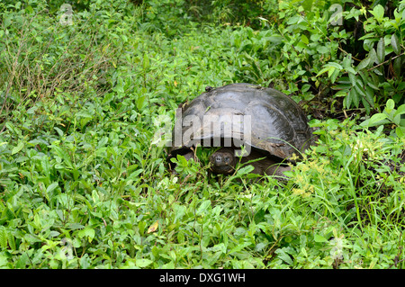 Le Galapagos La tartaruga gigante nella palude area Santa Cruz isola isola instancabile delle Isole Galapagos Ecuador / (Testudo elephantopus Foto Stock