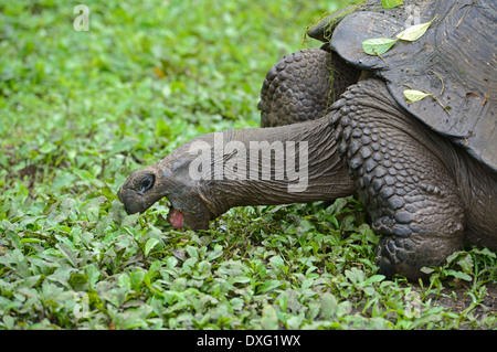 Le Galapagos La tartaruga gigante nella palude area Santa Cruz isola isola instancabile delle Isole Galapagos Ecuador / (Testudo elephantopus Foto Stock