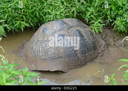 Le Galapagos La tartaruga gigante nella palude area Santa Cruz isola isola instancabile delle Isole Galapagos Ecuador / (Testudo elephantopus Foto Stock