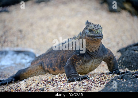 Iguana marina, Puerto Villamil, Isola di Isabela, Isole Galapagos, Ecuador / (Amblyrhynchus cristatus) Foto Stock