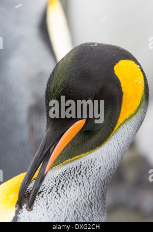 Re pinguini nel mondo secondo re più grande colonia di pinguini sulla Piana di Salisbury, Georgia del Sud, Oceano Meridionale. Foto Stock