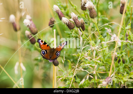 Farfalla pavone (Inachis io),l'isola di Islay, Scozia Foto Stock