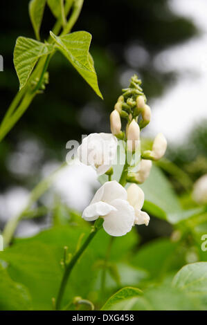 Fiore di Runner di piante di fagiolo in giardino Foto Stock