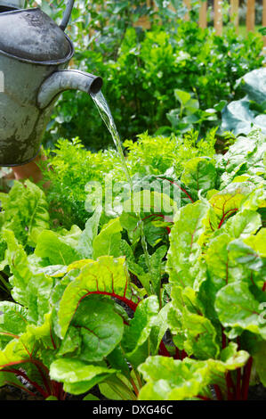 Annaffiatura di piante in un Orto Foto Stock