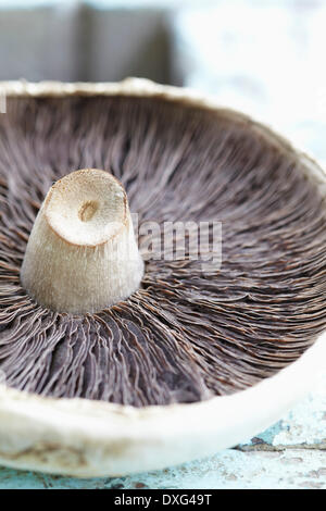 Il lato inferiore dei funghi selvatici su una superficie di legno Foto Stock