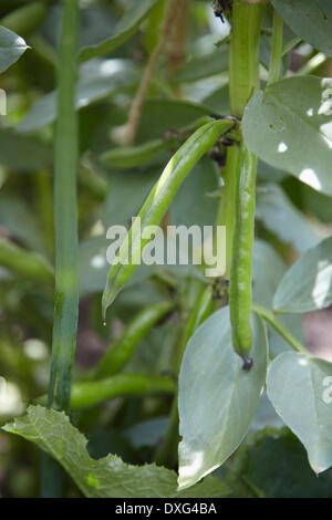 Close Up di fave che cresce in giardino Foto Stock